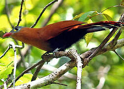 Black-bellied Cuckoo