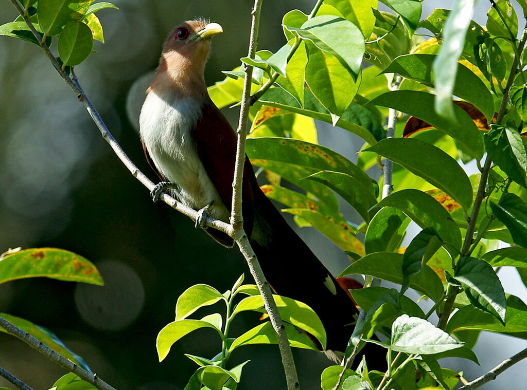 Squirrel Cuckoo