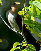 Squirrel Cuckoo