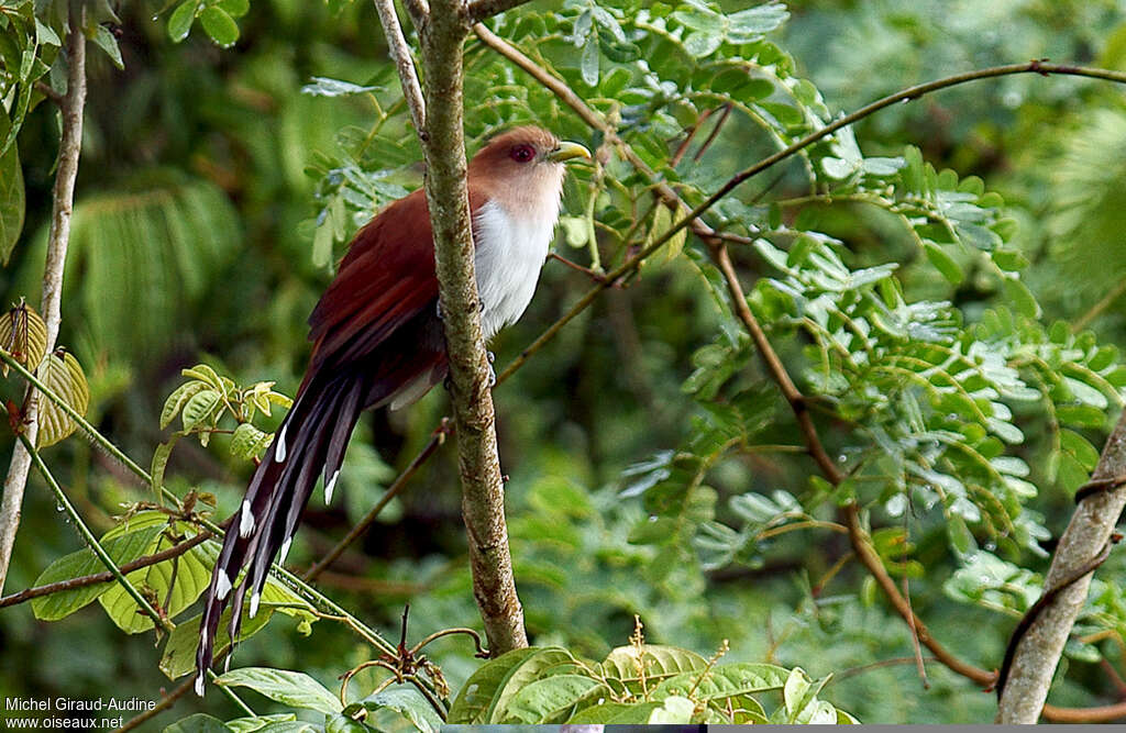 Piaye écureuiladulte, identification