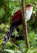 Squirrel Cuckoo