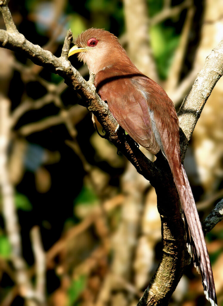 Squirrel Cuckoo