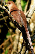 Squirrel Cuckoo