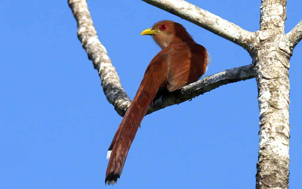 Squirrel Cuckoo