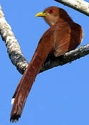 Squirrel Cuckoo