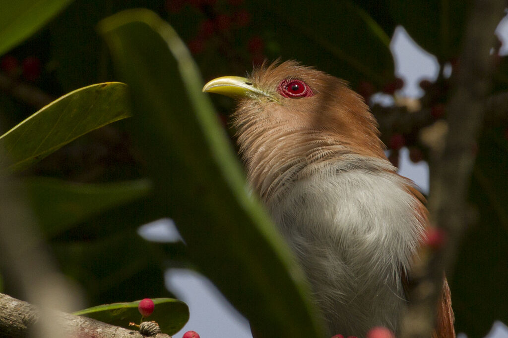 Piaye écureuil