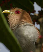 Squirrel Cuckoo