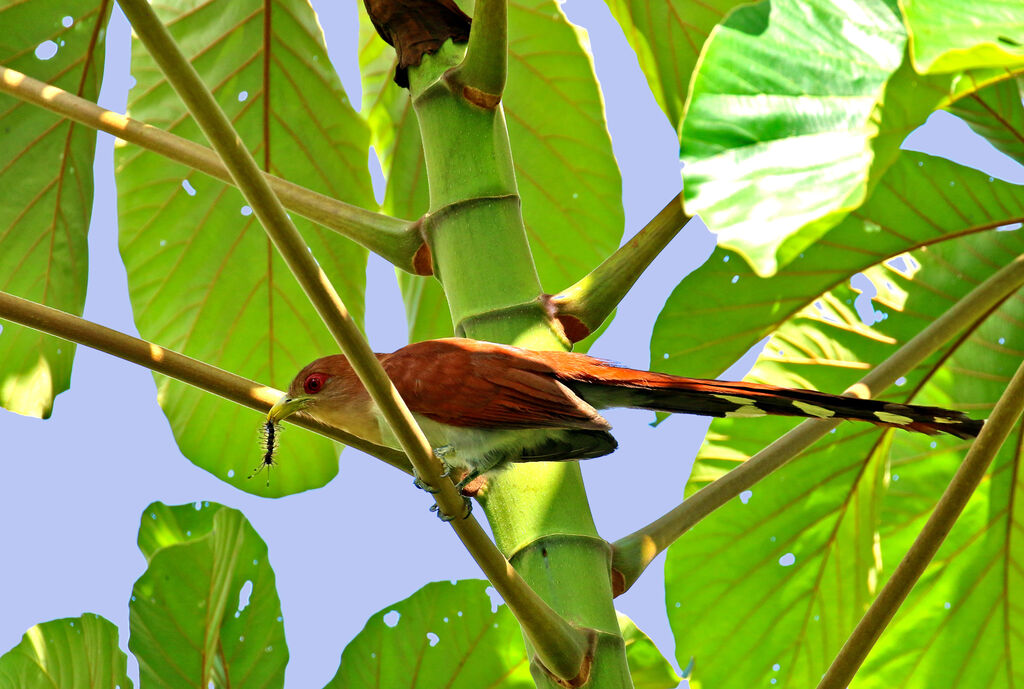 Piaye écureuiladulte, mange