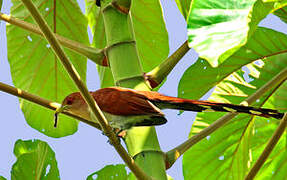 Squirrel Cuckoo