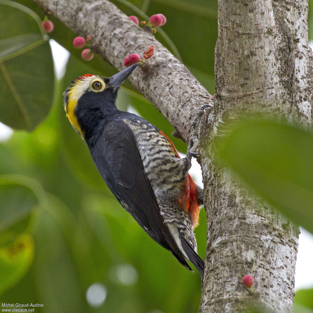 Yellow-tufted Woodpecker male adult, identification