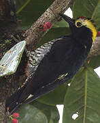 Yellow-tufted Woodpecker