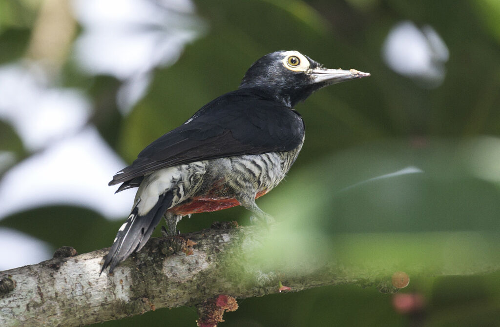 Yellow-tufted Woodpecker