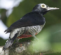 Yellow-tufted Woodpecker