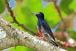 Yellow-tufted Woodpecker