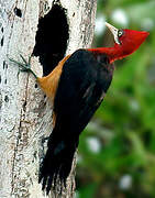 Red-necked Woodpecker