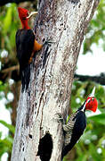 Red-necked Woodpecker