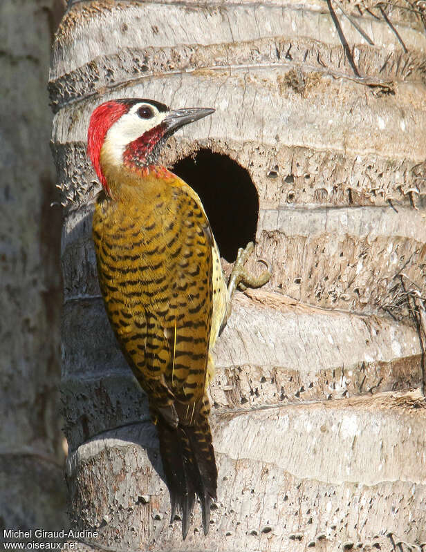 Spot-breasted Woodpecker male adult, Reproduction-nesting