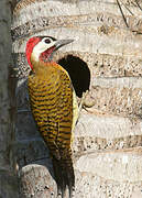 Spot-breasted Woodpecker