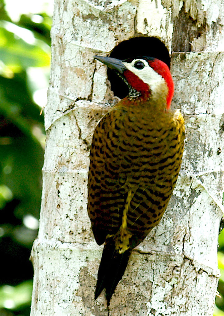 Spot-breasted Woodpecker, identification