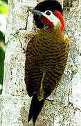 Spot-breasted Woodpecker