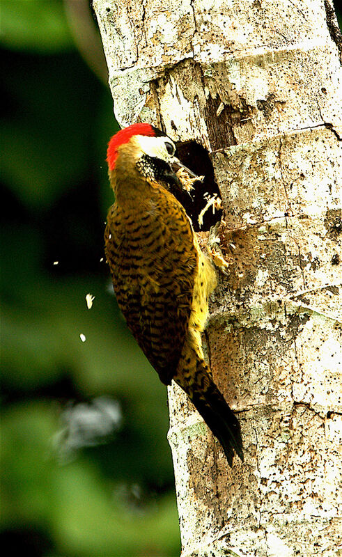 Spot-breasted Woodpecker, identification