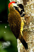 Spot-breasted Woodpecker