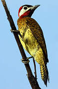 Spot-breasted Woodpecker