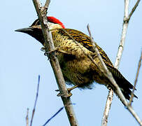 Spot-breasted Woodpecker