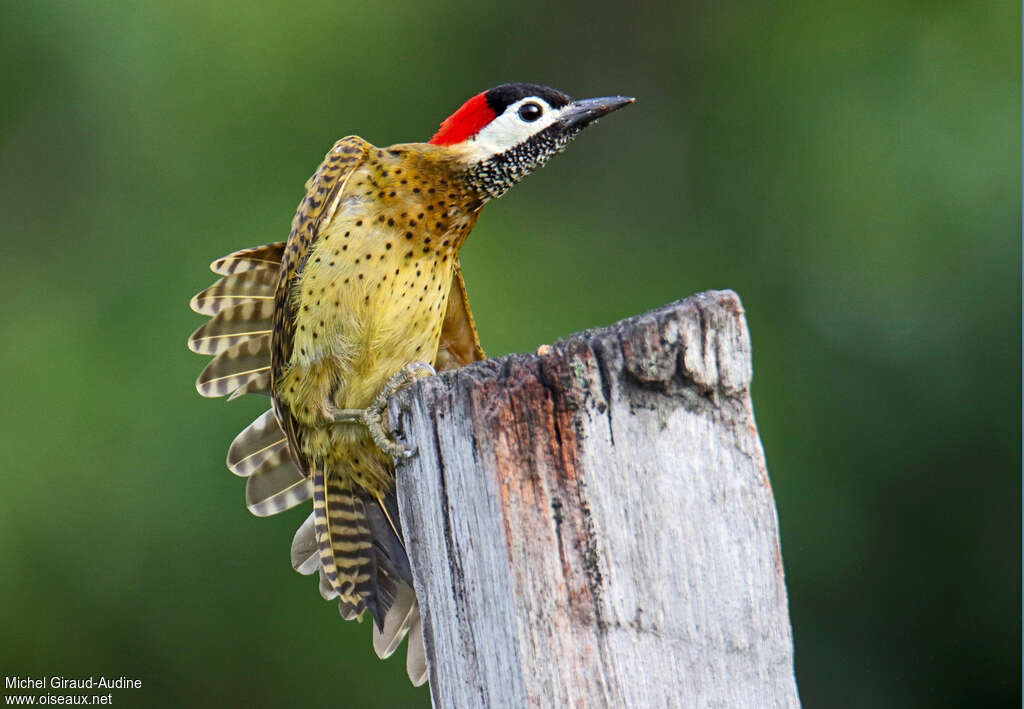 Spot-breasted Woodpecker female adult, identification