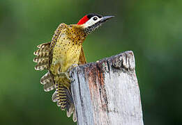 Spot-breasted Woodpecker