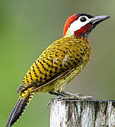 Spot-breasted Woodpecker