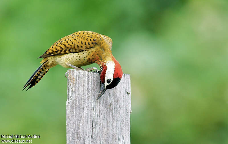 Spot-breasted Woodpecker male adult, identification