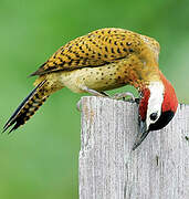 Spot-breasted Woodpecker