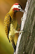 Spot-breasted Woodpecker