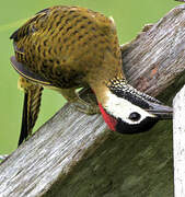 Spot-breasted Woodpecker