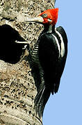 Crimson-crested Woodpecker