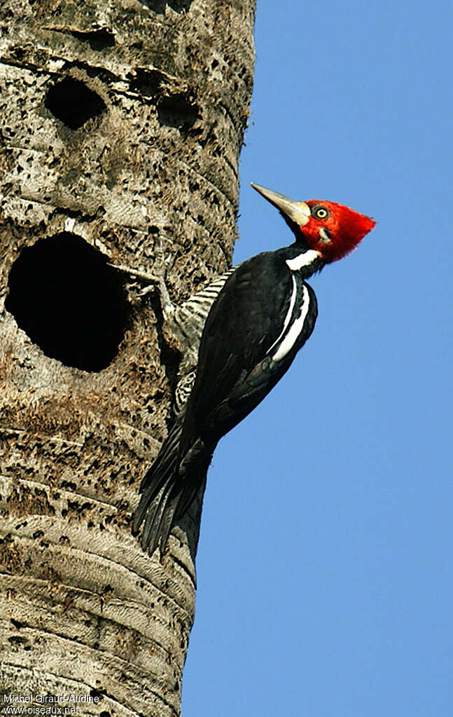 Crimson-crested Woodpecker male adult, identification