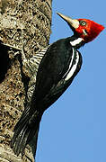 Crimson-crested Woodpecker