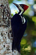 Crimson-crested Woodpecker