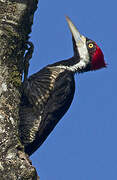 Crimson-crested Woodpecker