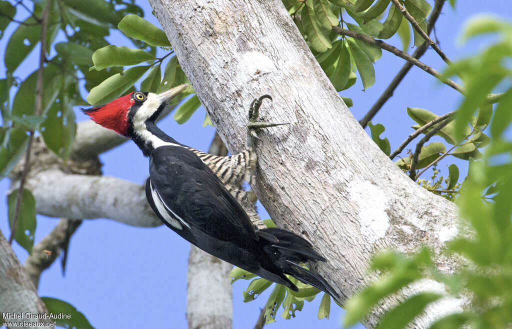 Crimson-crested Woodpecker female adult, identification