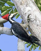 Crimson-crested Woodpecker