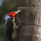 Pic de Malherbe