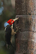 Crimson-crested Woodpecker