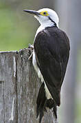 White Woodpecker