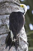 White Woodpecker