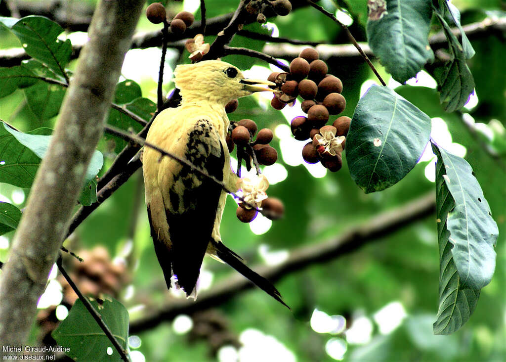 Cream-colored Woodpecker female adult, habitat, eats