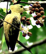 Cream-colored Woodpecker