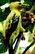 Cream-colored Woodpecker