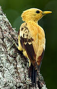 Cream-colored Woodpecker